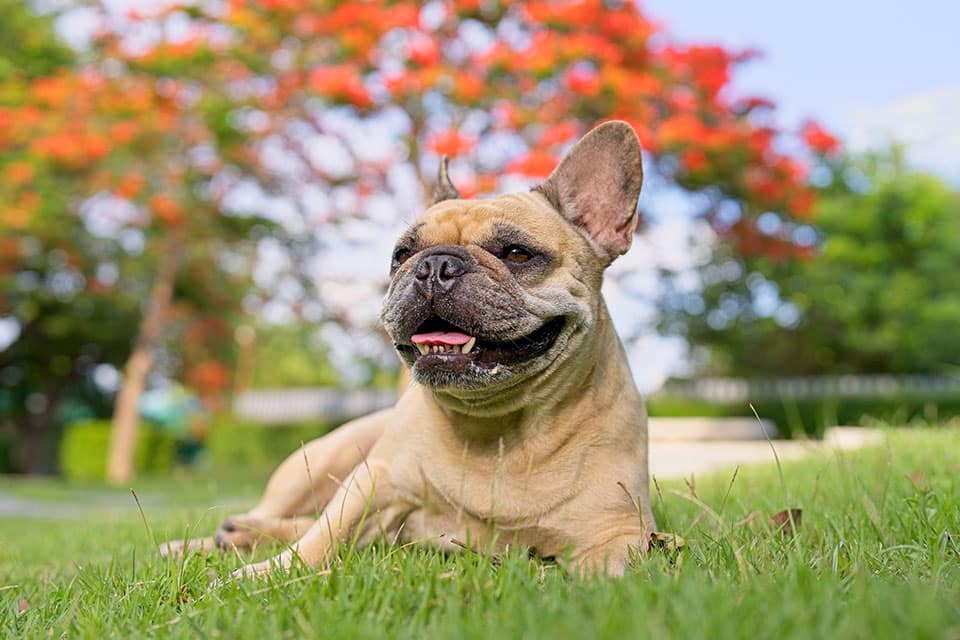 Dog Vaccinations near Mission Viejo, CA veterinary clinic dog vaccine clinic vet clinic essential dog shots pet vaccination