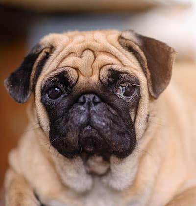 Dog Vaccinations near Rancho Santa Margarita, CA veterinary clinic dog vaccine clinic vet clinic essential dog shots pet vaccination