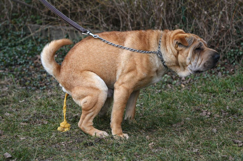 Dog on a leash outdoors passing loose yellow stool, illustrating diarrhea as a common sign of gastrointestinal distress in dogs.