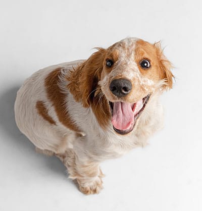 dog spay and neuter clinic