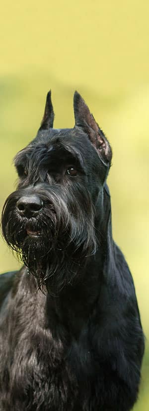 dog spay and neuter clinic
