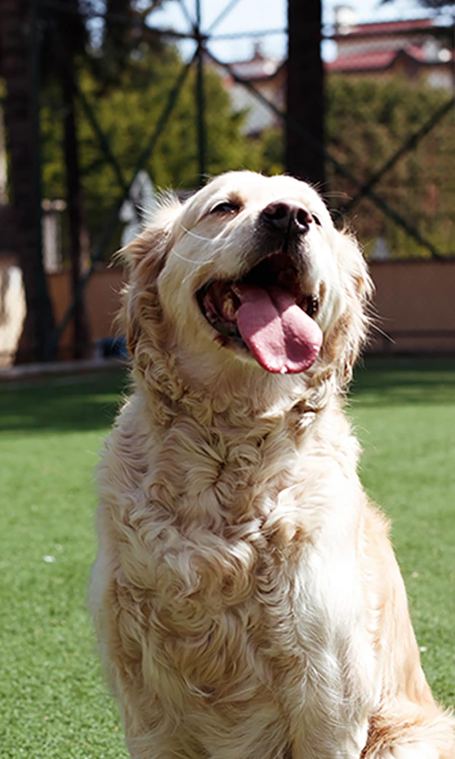 Golden Retriever with curly fur sitting on green grass, mouth open and tongue out, looking content and happy. Background includes a fence and trees, with sunlight creating a warm atmosphere, just back from the vet.
