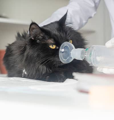 A black cat is receiving oxygen through a mask, held by a person wearing white gloves—likely in a veterinary clinic setting—making for an informative blog post about feline emergency care.