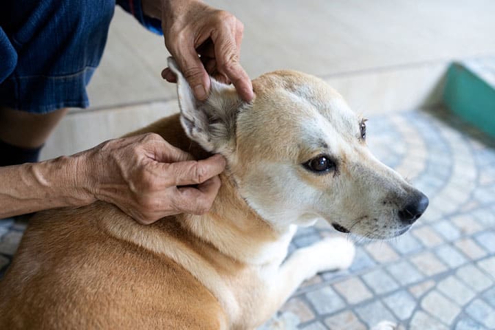 Flea and Tick Prevention control dogs and cats