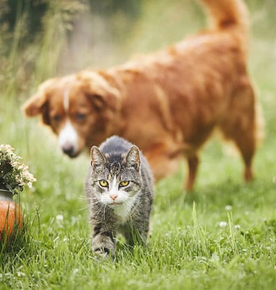 vet veterinarian in Foothill Ranch Lake Forest, CA veterinary near me pet hospital vet clinic animal hospital