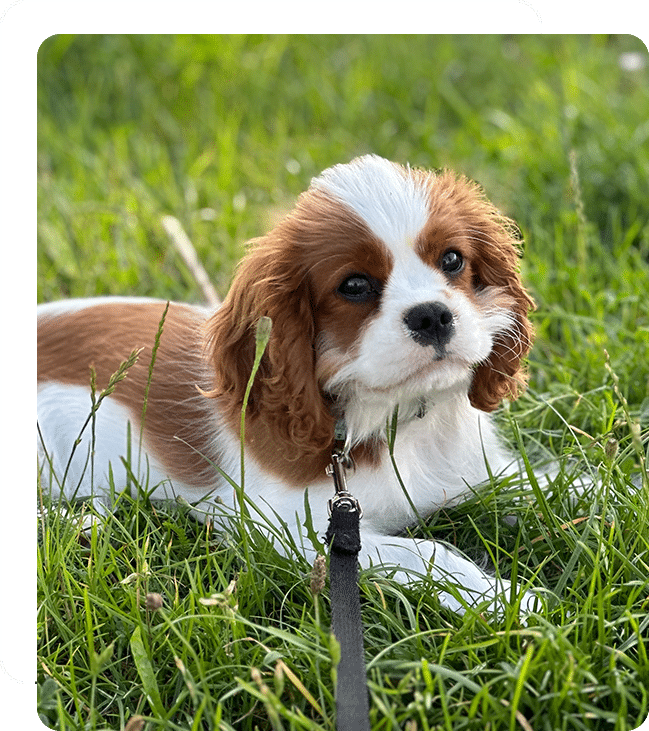 vet veterinarian in Foothill Ranch Lake Forest, CA veterinary near me pet hospital vet clinic animal hospital