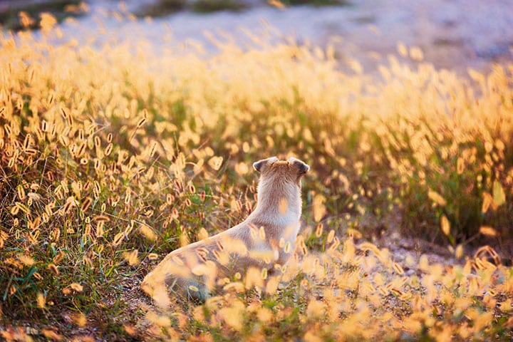 foxtail in dogs how to diagnose, prevent and treat.