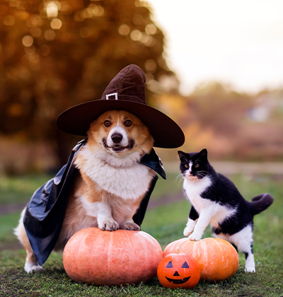 A corgi wearing a witch hat and cape sits on a pumpkin next to a black-and-white cat and two pumpkins, one carved as a jack-o'-lantern, outdoors with blurred autumn trees—a perfect scene for your Halloween blog.