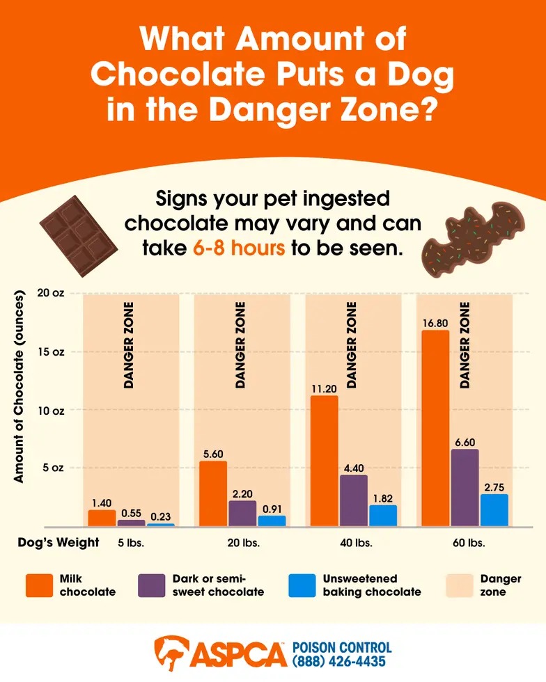 Infographic titled “What Amount of Chocolate Puts a Dog in the Danger Zone?” showing how different types and quantities of chocolate can be toxic based on a dog’s weight. A bar chart compares milk chocolate, dark or semi-sweet chocolate, and unsweetened baking chocolate across dogs weighing 5 lbs, 20 lbs, 40 lbs, and 60 lbs. It highlights that smaller amounts of dark or baking chocolate can quickly place dogs in the “danger zone.” Text notes that signs of chocolate toxicity may appear 6–8 hours after ingestion.
