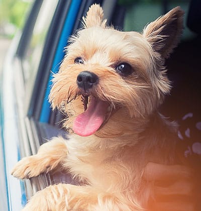 health certificate for pet travel pet health certificate for international travel pet health certificate for domestic travel
