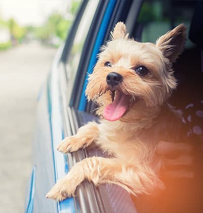 Small, fluffy dog with a tan coat sticking its head out of a car window, tongue out and looking happy. The car appears to be blue, and the background shows a blurred street scene with greenery, as if it's on its way to visit the vet.