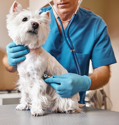 Heart Murmur in Dogs grades symptoms stages life expectancy what causes heart murmurs in dogs treatment signs
