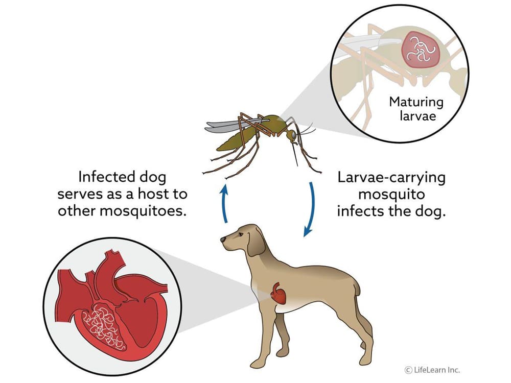 how dogs get infected by heartworm disease by mosquito bite