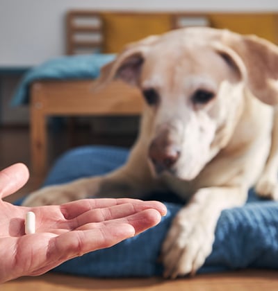 A person holds a white pill in their palm while a yellow Labrador retriever dog lies on a blue bed in the background, eyeing the pill—perfect for a blog about pet medication routines.