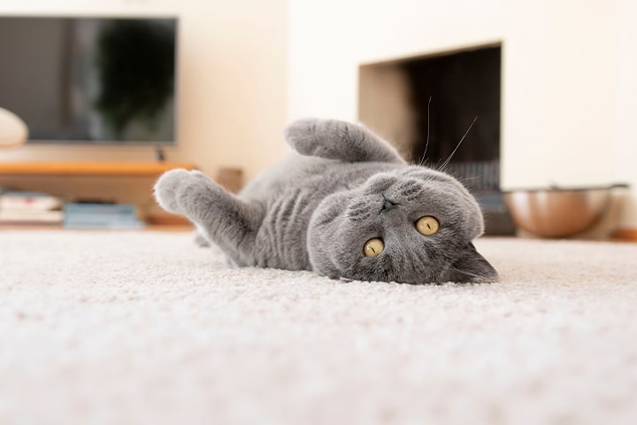 Hyperthyroidism in Cats Symptoms, Treatment, and Prevention Causes, Prevention