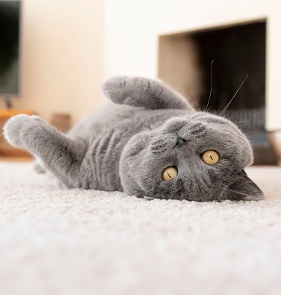 Hyperthyroidism in Cats Symptoms, Treatment, and Prevention Causes, Prevention