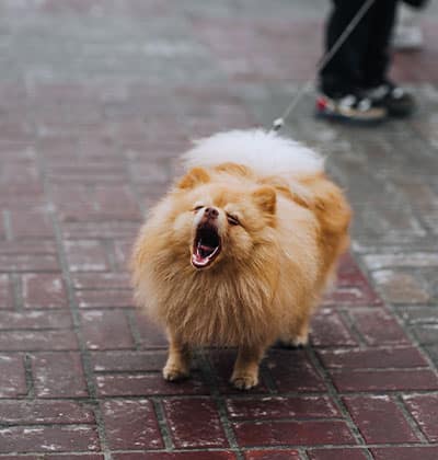 Affordable Vet Clinic in Irvine, CA. low cost vet clinic low cost pet vet low cost vets affordable veterinarian