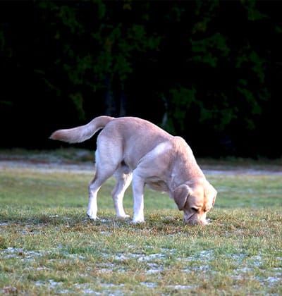 Affordable Vet Clinic in Irvine, CA. low cost vet clinic low cost pet vet low cost vets affordable veterinarian