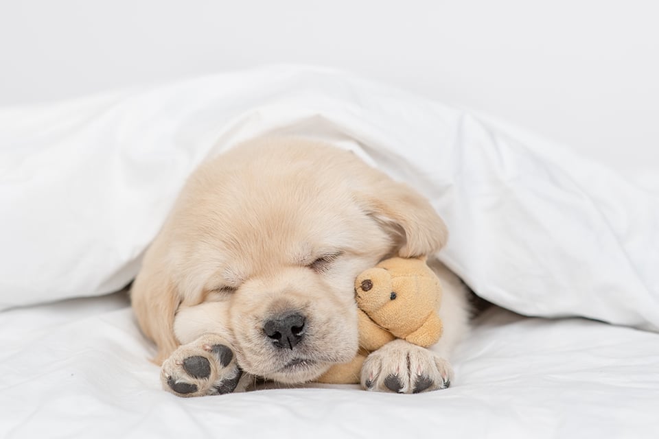 Pet euthanasia near Irvine, CA dog euthanasia cat end of life pet cremation services Bliss animal hospital