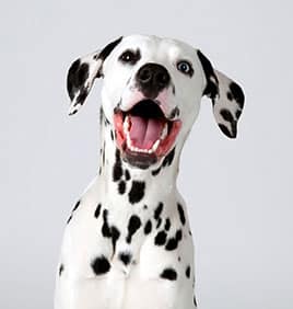Dog Spay and Neuter near Great Park in Irvine, CA veterinary clinic dog spay and neuter vet clinic male and female surgical pet procedure