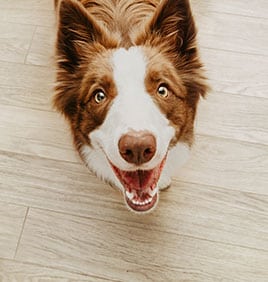 A happy brown and white dog with perky ears looks up at the camera on a light wood floor. The dog's eyes are bright, and its mouth is open in what appears to be a cheerful expression, as if it's just had a positive visit with the vet.