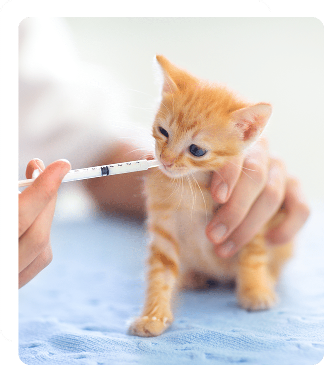 Low Cost Spay and Neuter in Lake Forest, CA low cost spay and neuter clinic affordable spa and neuter clinic veterinarian vet clinic
