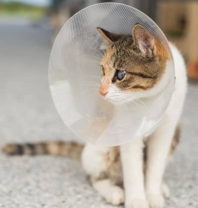 Low Cost Spay and Neuter in Lake Forest, CA low cost spay and neuter clinic affordable spa and neuter clinic veterinarian vet clinic