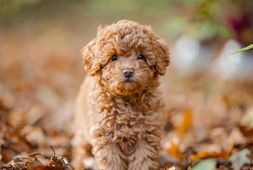 Pet euthanasia near Mission Viejo, CA dog euthanasia cat end of life pet cremation services Bliss animal hospital
