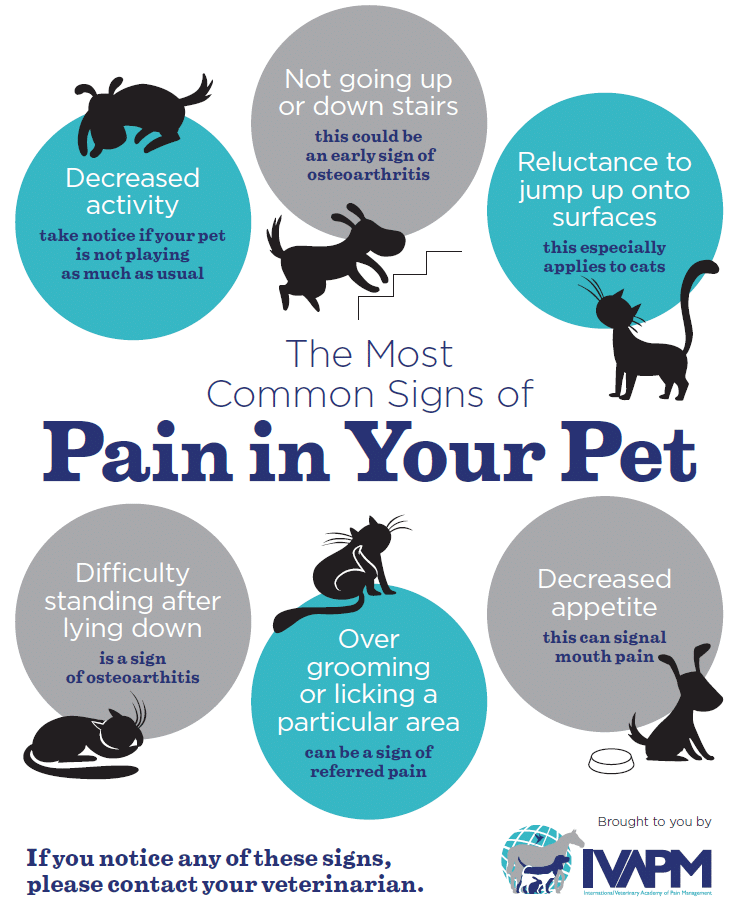 Infographic titled "The Most Common Signs of Pain in Your Pet" features dogs and cats with symptoms like decreased activity and reluctance to jump—reminding pet owners to consult an affordable vet clinic if these signs appear.