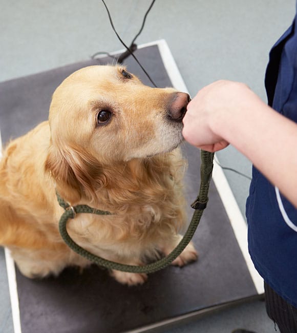 A golden retriever with a green leash sits on a platform while a person in blue, perhaps from an affordable vet clinic, offers their hand—possibly giving a treat or comfort. The dog looks up attentively at the person.