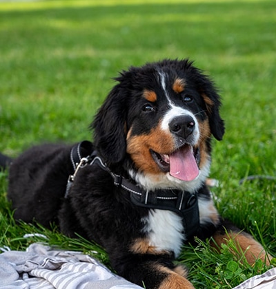 Pancreatitis in Dogs what causes pancreatitis in dogs how to treat symptoms
