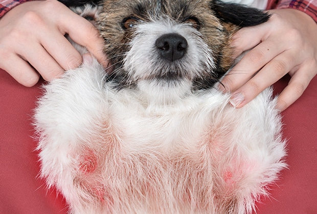 A small, scruffy dog lies on its back with its paws up, showing a belly with red, irritated skin. A person's hands gently hold the dog.