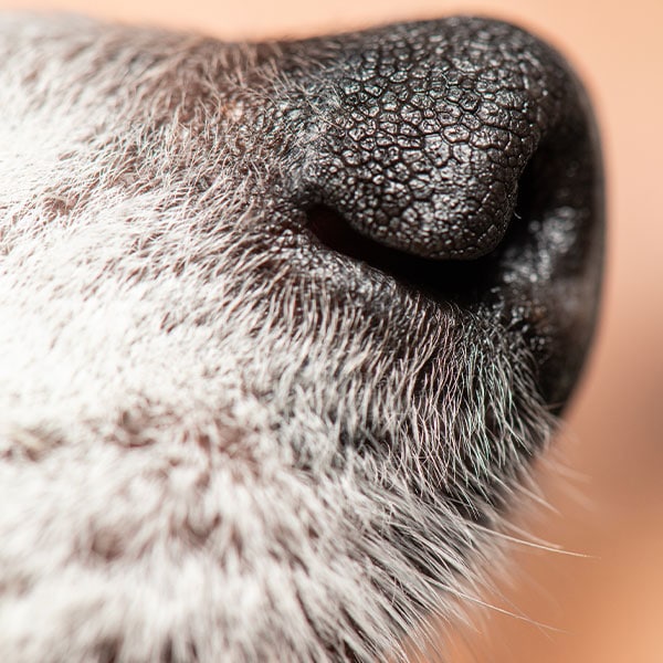 Pet euthanasia near Irvine, CA dog euthanasia cat end of life pet cremation services Bliss animal hospital