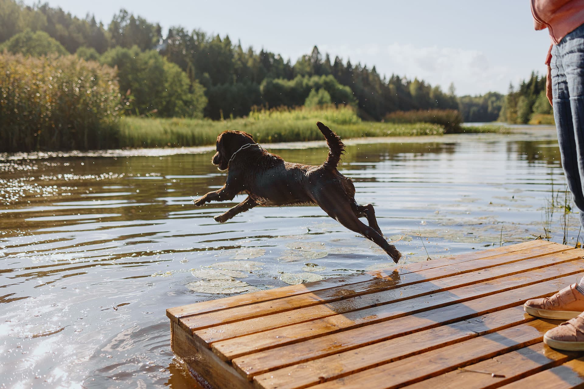 A black dog leaps off a wooden dock into a lake surrounded by greenery. A person stands nearby with only their legs visible, and the scene is bathed in sunlight.