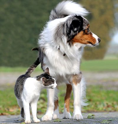 Pet microchipping pet microchipping services pet microchip services dog microchipping