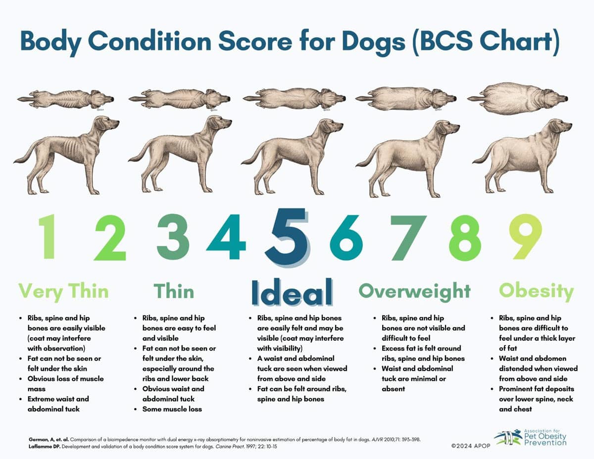 Body Condition Score chart for dogs showing a 9-point scale from very thin to obese, with illustrations demonstrating changes in body shape, rib visibility, waist definition, and abdominal tuck used to assess healthy weight.