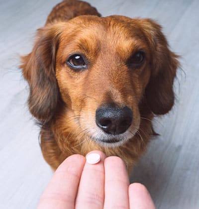 pet pharmacy pet medication pet prescription dog pharmacy cat pharmacy