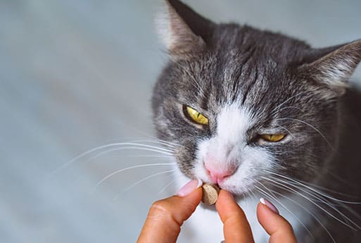 pet pharmacy pet medication pet prescription dog pharmacy cat pharmacy