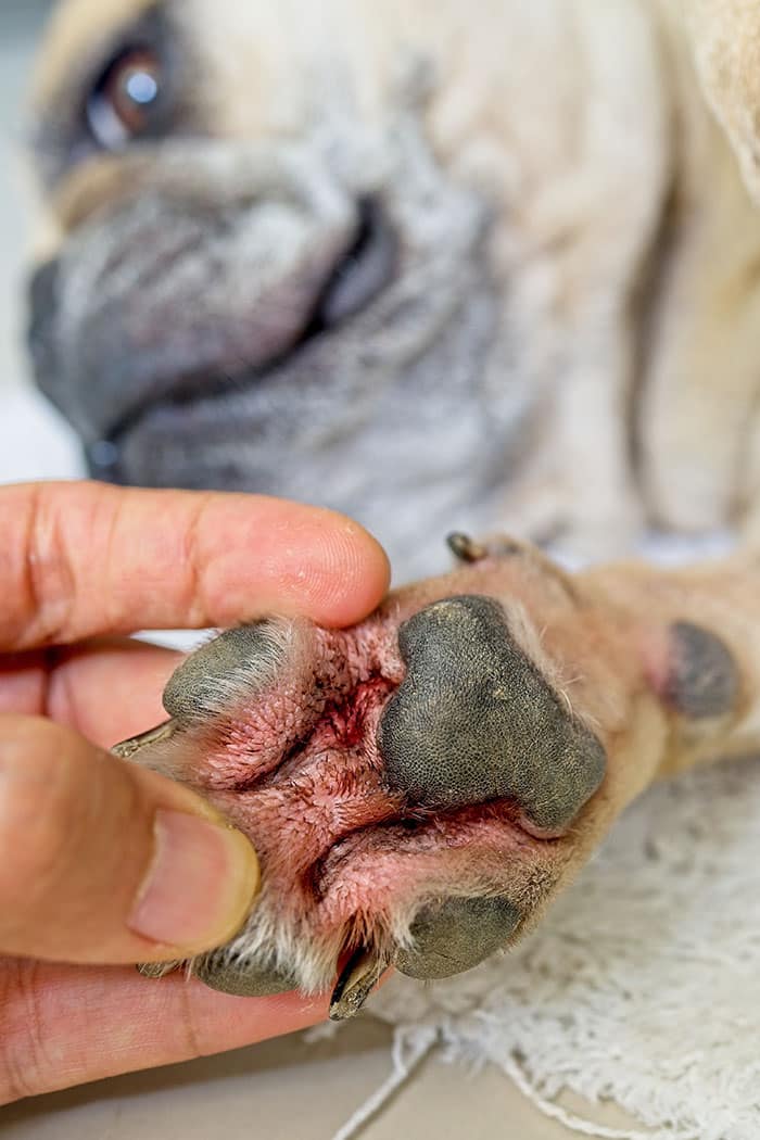 A close-up of a dog's paw with red, irritated skin between the pads. A person gently holds the paw, and the dog's face is blurred in the background.