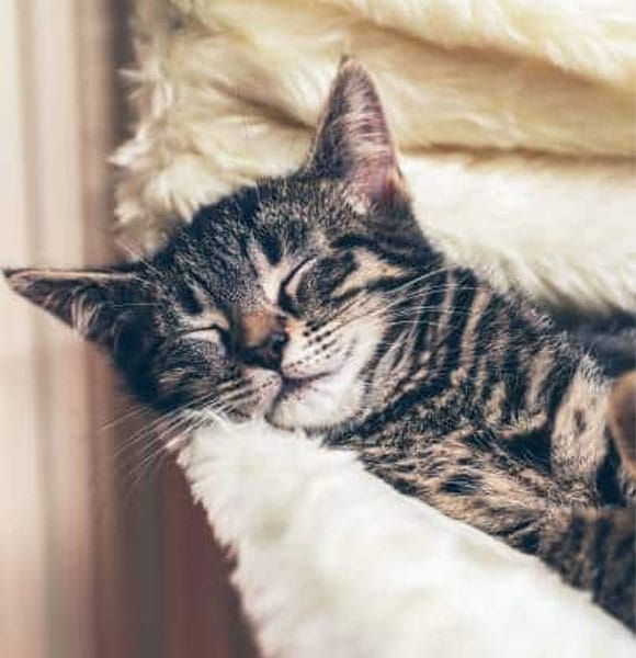 A tabby kitten with closed eyes is peacefully sleeping on a soft, fluffy white blanket.