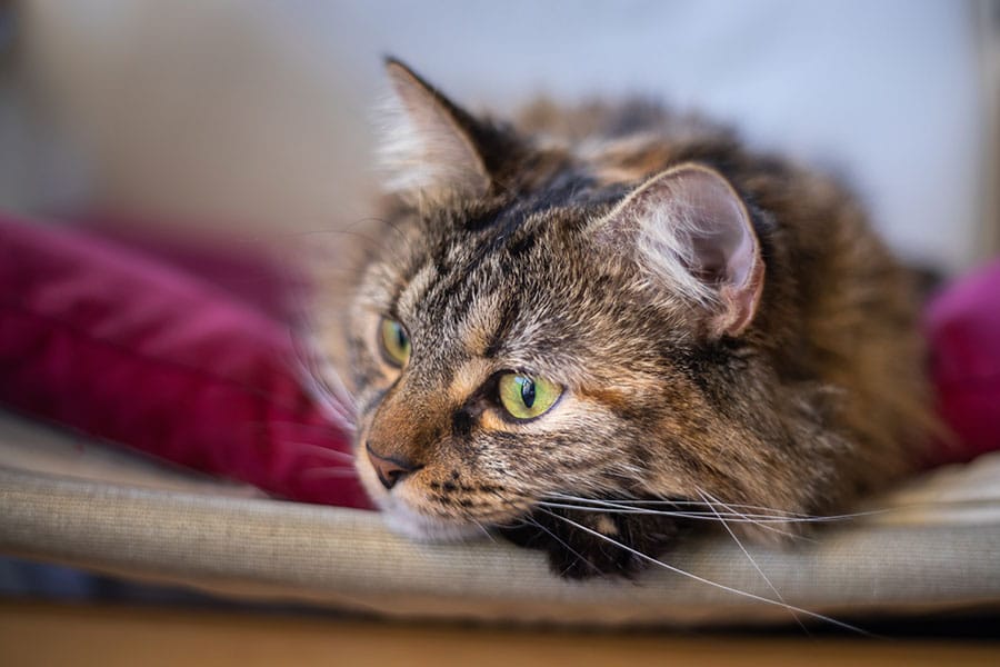 A fluffy brown tabby cat with green eyes lies on a beige cushion, resting its head and looking attentively to the side, with a red pillow in the background.