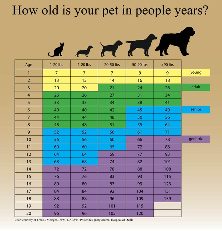 Blue and green pet age chart titled “How old is your pet in people years?” displaying a table that converts pet ages 1 through 20 into human years across five weight categories (1–20 lbs, 20–50 lbs, 50–90 lbs, and over 90 lbs). The chart includes color-coded life stages labeled young, adult, senior, and geriatric, with dog and cat silhouettes above the table.