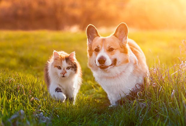 A fluffy cat and a Corgi dog walk side by side on a grassy field, bathed in warm, golden sunlight. The background is softly blurred, creating a serene and peaceful atmosphere.