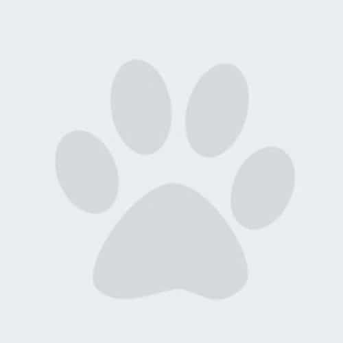 A simple grey paw print icon on a light grey background, showing four oval-shaped toes and a larger oval pad at the base—a perfect design that would feel right at home in any vet or veterinarian's office.