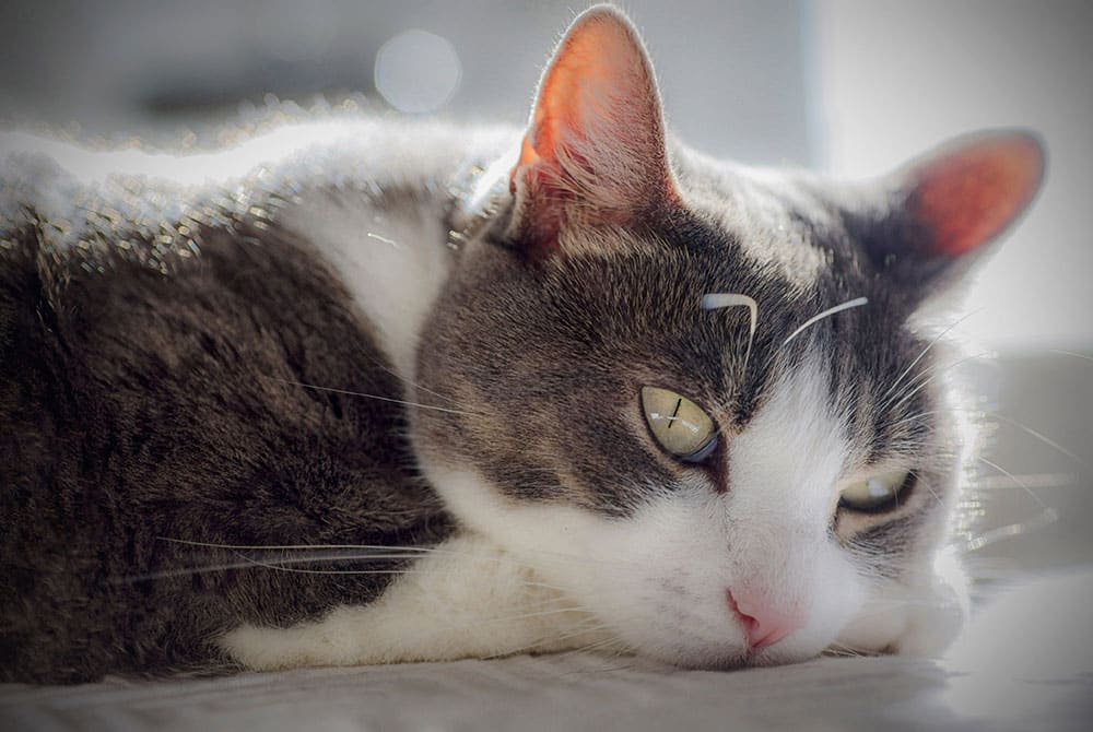 A close-up of a gray and white cat lying down, resting its head on its paws, with green eyes partially open and sunlight softly illuminating its fur.
