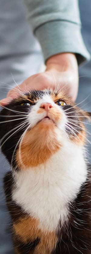 Cat Teeth Cleaning near Mission Viejo, CA veterinary clinic Affordable cat Dental Cleaning vet clinic cat dentist