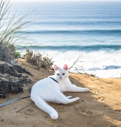 Affordable Vet Clinic in Tustin, CA. low cost vet clinic low cost pet vet low cost vets affordable veterinarian