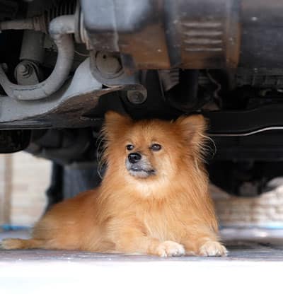 Affordable Vet Clinic in Tustin, CA. low cost vet clinic low cost pet vet low cost vets affordable veterinarian
