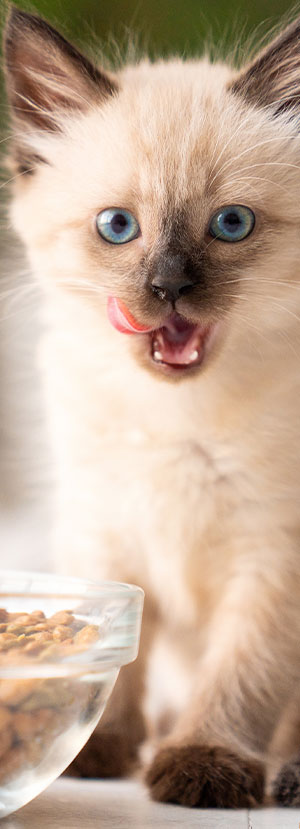 Urgent Care Vet near Irvine, CA animal urgent care urgent pet care pet check urgent care urgent veterinary care
