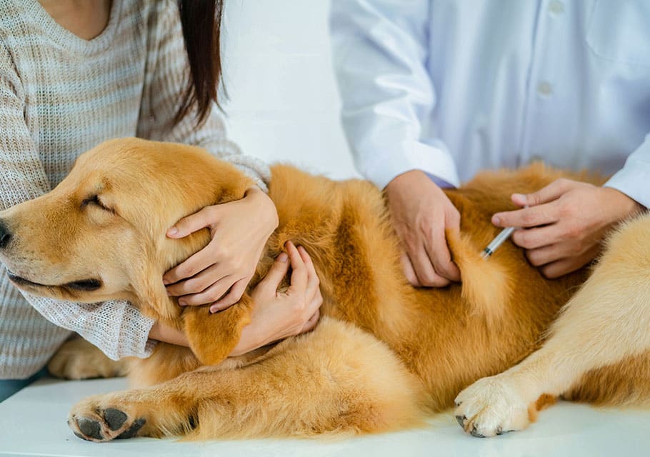 Urgent Care Vet near Mission Viejo, CA animal urgent care urgent pet care pet check urgent care urgent veterinary care